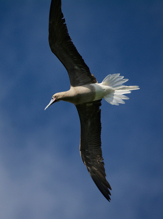 red-footed booby/ semi brown morph