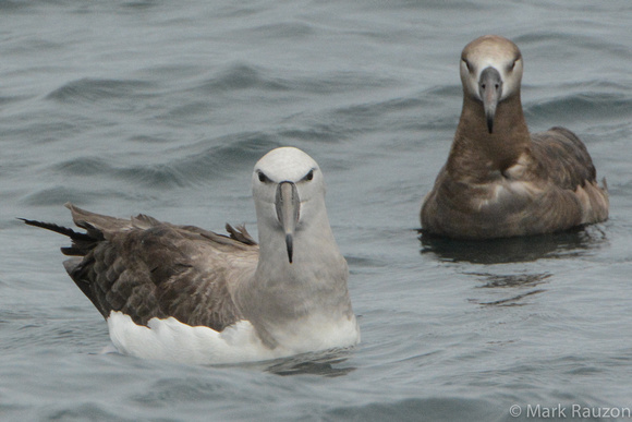 Salvin's Albatross (Thalassarche salvini) immature, w/ Black-footed Albatross (Phoebastria nigripes)