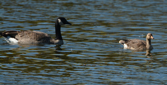 Canada and White-fronted Goose