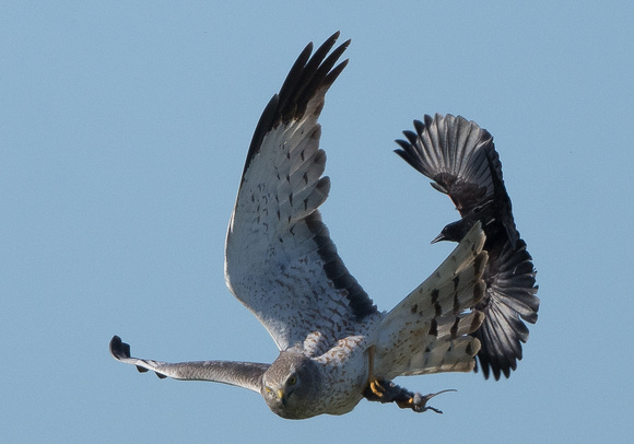 Harrier w/prey harassed by blackbird
