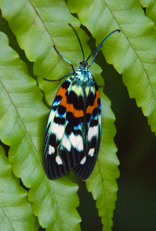 [Erasmia pulchella sakishimana] Burnet Type Moth