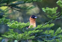 Black-headed Grosbeak - male