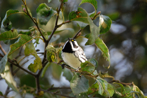 Black-throated Gray Warbler-male