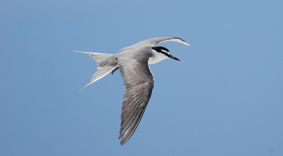 Grey-backed tern, Peale I.