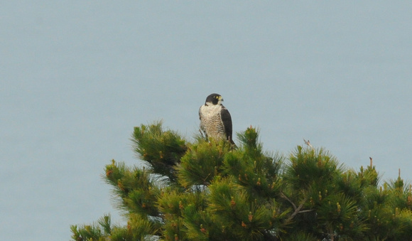 Peregrine falcon roosting in pine