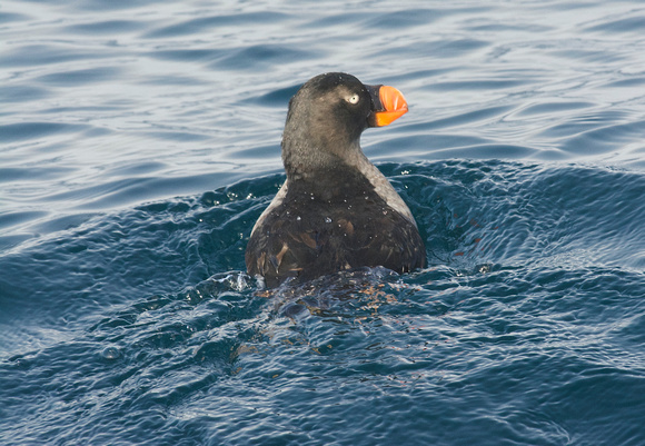 2nd Tufted Puffin