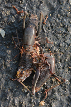 Mormon crickets  (Anabrus simplex)