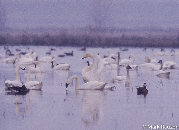 Whooper Swan w/ Tundra Swans
