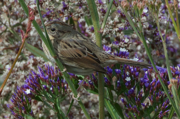 Lincoln's Sparrow (Melospiza lincolni)
