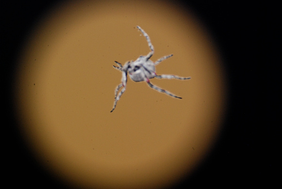 spider in the full moon 8/15/11