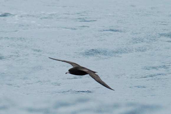 flesh-footed shearwater