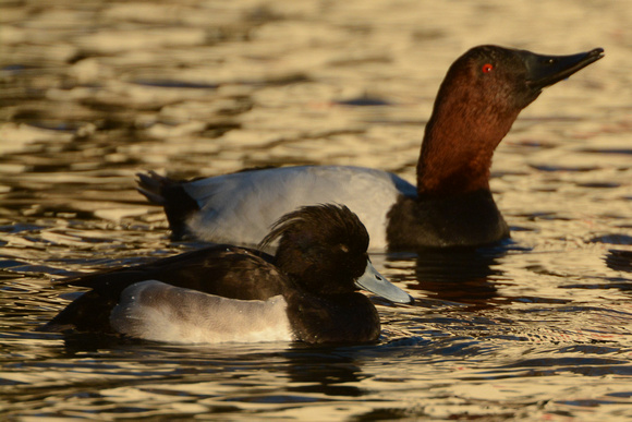 Canvasback-male and Tufted Duck-male