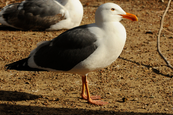 Western gull- high breeding plumage