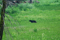 Black bear in Crescent Meadow, Sequoia NP