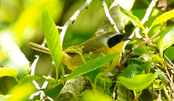Common Yellowthroat- first time in watershed