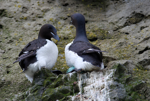 Thick-billed Murre pair at nest, St. Paul I. Pribilof Is.
