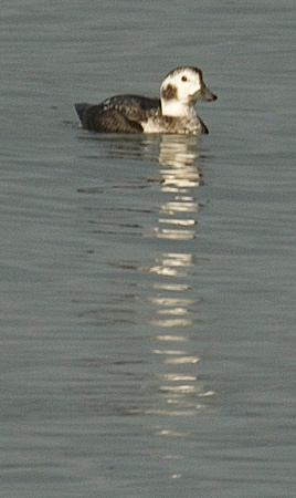 Long-tailed Duck- female