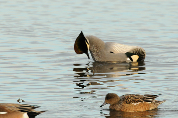 Falcated Duck displaying to wigeons