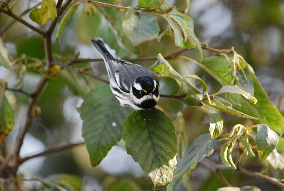 Black-throated Gray Warbler-male