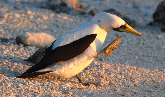 Masked Booby with fly