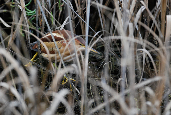 least bittern moving through reeds