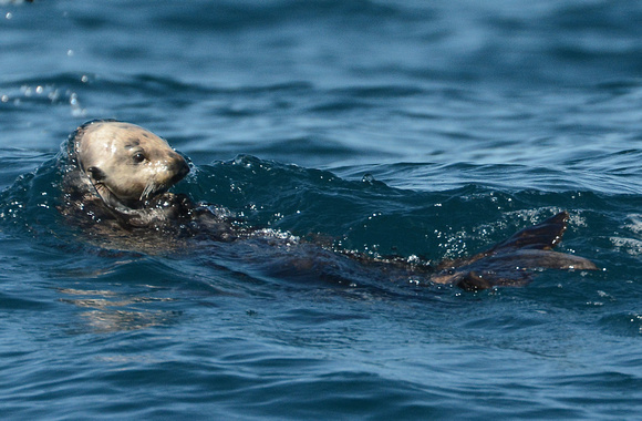 Southern Sea Otter