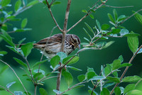 Song Sparrow-eastern