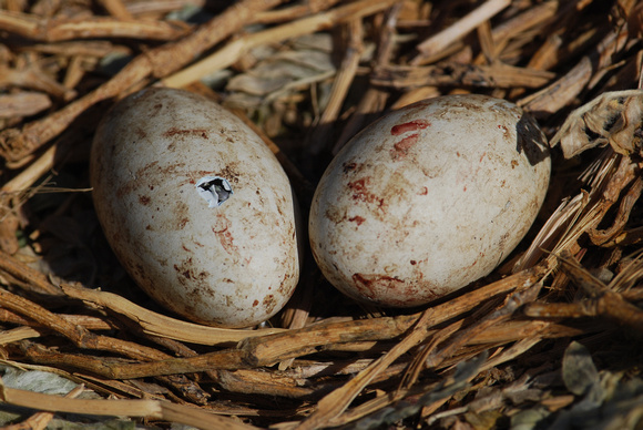 hatching brown booby eggs