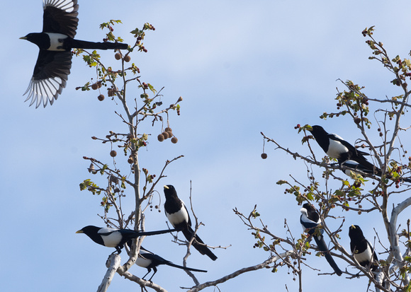 7 Yellow-billed Magpies