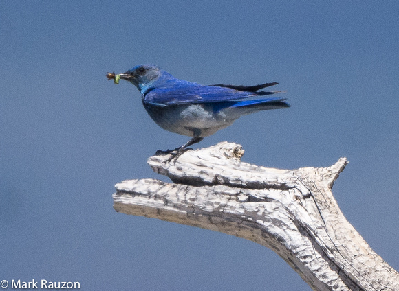 mountain bluebird- male with food