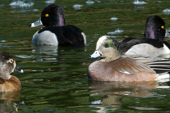 American Wigeon w/ Ring-necked Ducks