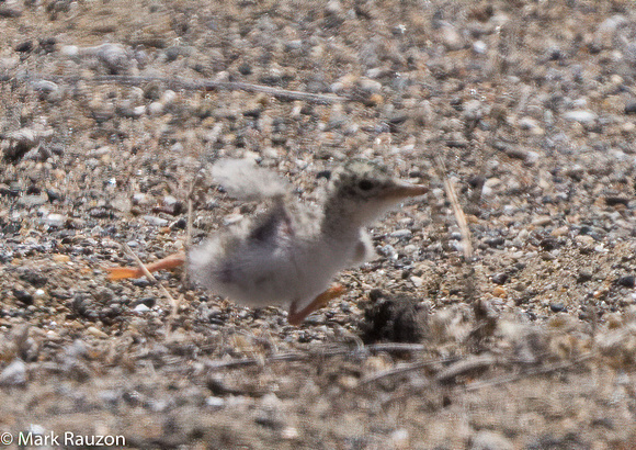 least tern chick running