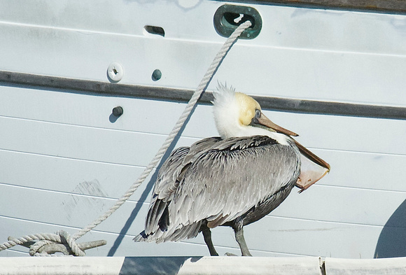 broken bill of pelican