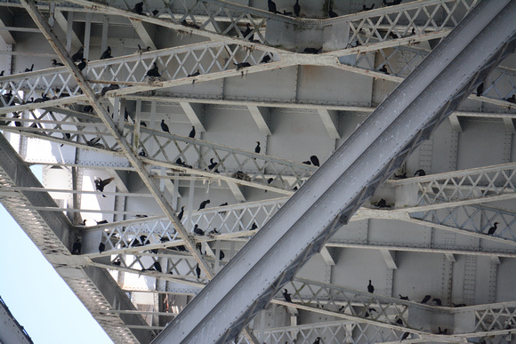 cormorants nesting on bay bridge