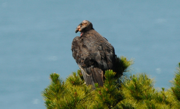 Immature condor on pine at A-frame