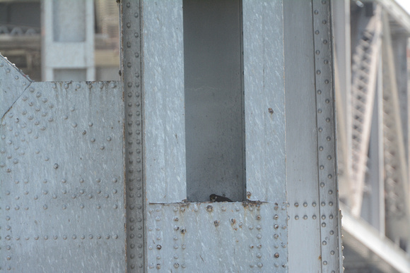 Peregrine Falcon nesting on bay bridge