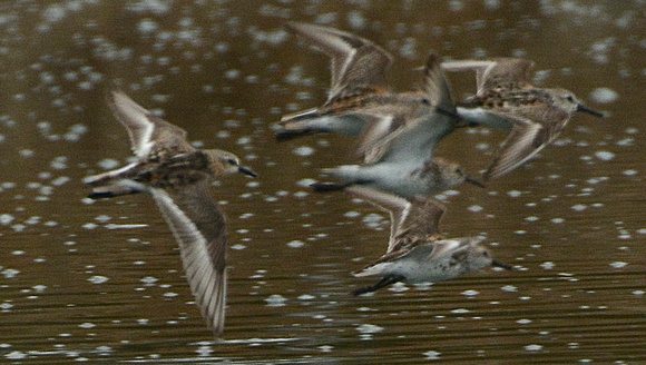 Flying Red-necked Stint (left)- note white secondary spot on L. wing)