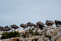 sisterisland pelicans