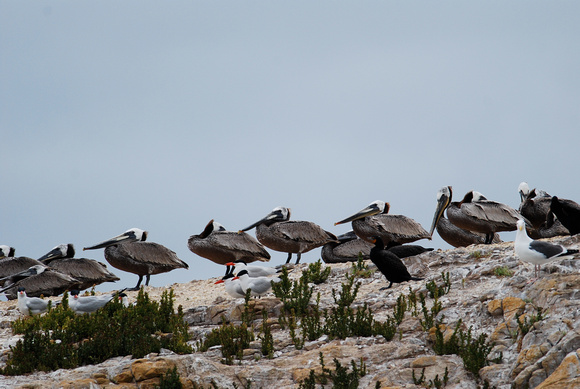 sisterisland pelicans