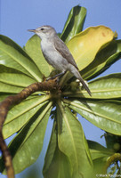 Bokikiko aka  Christmas Island Warbler