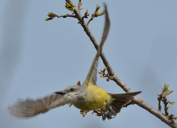 Tropical Kingbird in flight