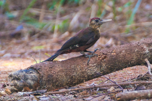 Pryer's Woodpecker - male