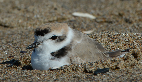 Snowy Plover - male