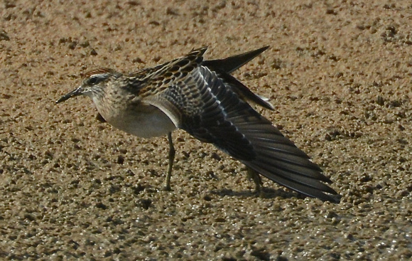 sharp-tailed sandpiper- juv.