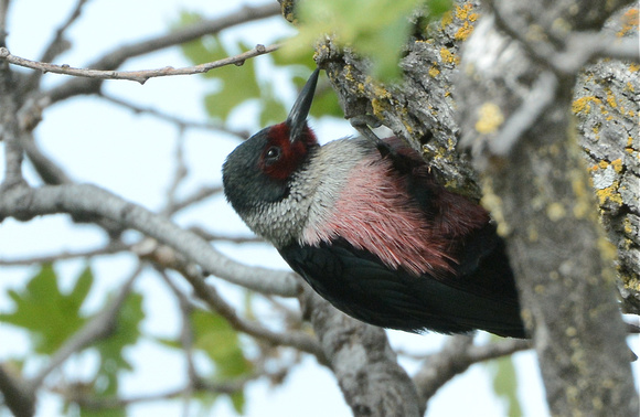 Lewis's Woodpecker