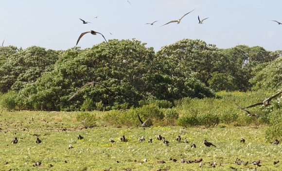 frigatebirds on the ground at wilkes