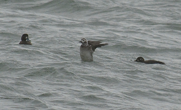 Long-tailed Duck w/ Scaup and Scoter