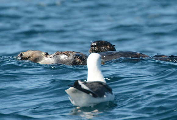 Southern Sea Otter female and pup w/Gull