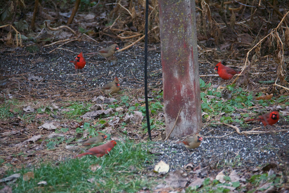 8 cardinals