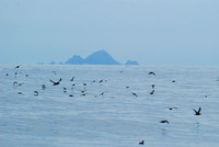 Farallon Islands, 15 miles distant, with shearwater flock